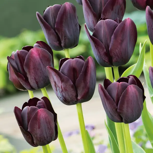 Tulip Queen Of The Night Tulip Queen Of The Night