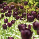 Tulip Queen Of The Night Tulip Queen Of The Night