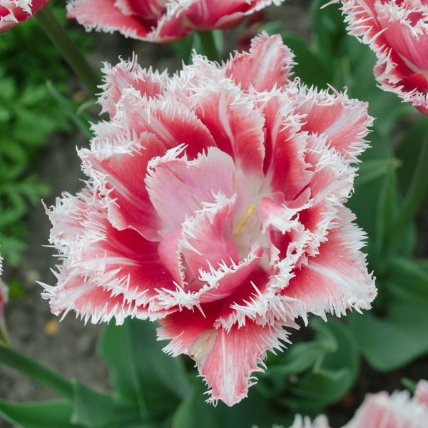 Tulip Queensland