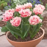 Tulip Queensland 3 Pktulque 2026 - Garden Express Australia