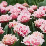 Tulip Queensland Tulip Queensland