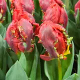 Tulip Rococo Tulip Rococo