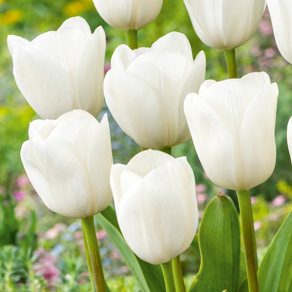 Tulip Royal Virgin Tulip Royal Virgin