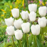 Tulip Royal Virgin Tulip Royal Virgin