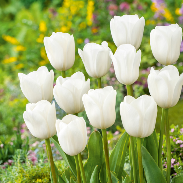 Tulip Royal Virgin Tulip Royal Virgin