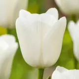 Tulip Royal Virgin Tulip Royal Virgin