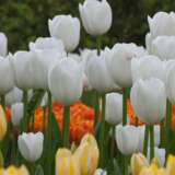 Tulip Royal Virgin Tulip Royal Virgin