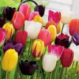 Landscaping Bulk Buys