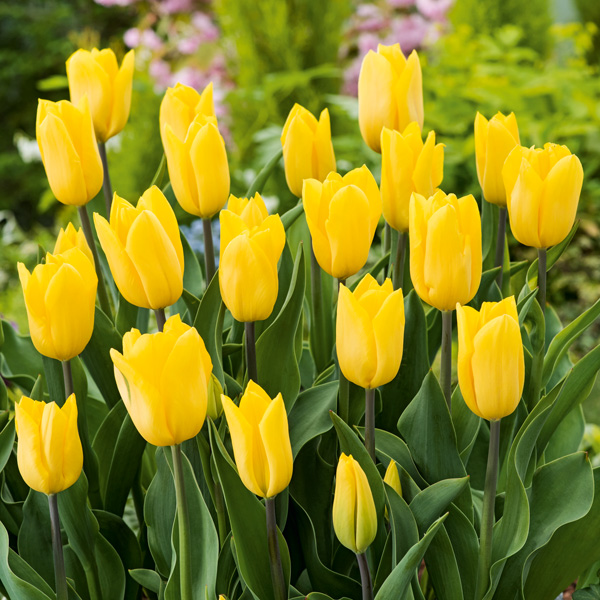 Tulip Strong Gold