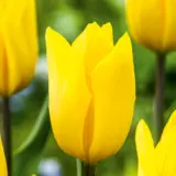 Tulip Strong Gold Tulip Strong Gold