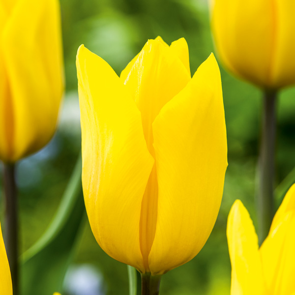 Tulip Strong Gold