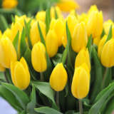 Tulip Strong Gold Pktulsgo 2026 - Garden Express Australia