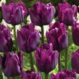 Tulip Saigon
