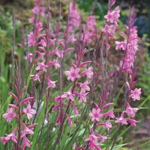 Watsonia Lilac 17 - Garden Express Australia