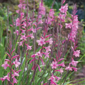Watsonia Lilac Towers