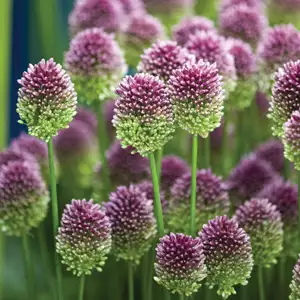 Allium Drumstick Allium Drumstick