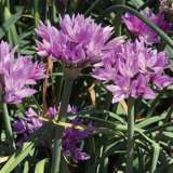 Allium Pink Pkallpin - Garden Express Australia
