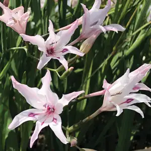 Babiana Growing Guide Baby Gladioli Blushing Bride Pkbglbbr 2020 - Garden Express Australia