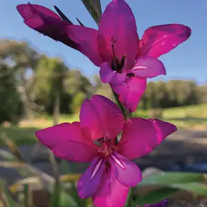 Babiana Growing Guide Baby Gladioli Oriental Lady Pkbglola 2020 - Garden Express Australia
