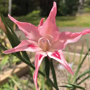 Babiana Growing Guide Baby Gladioli Salmoneus Pkbglsal 2020 - Garden Express Australia