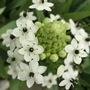 Babiana Growing Guide Black Pearl Lily Pkblapli 2020 - Garden Express Australia