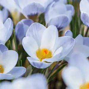 Top 10 Bulbs To Plant In Spring Crocus Blue Pearl Pkcrobpe - Garden Express Australia