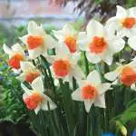 Daffodil Thalia Daffodil Accent 15 Vis - Garden Express Australia