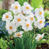 Daffodil Actaea Pkdafact - Garden Express Australia