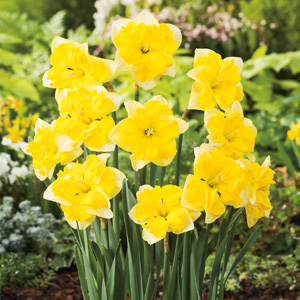 Daffodil Chanterelle