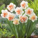 Daffodil Delnashaugh Pkdafdel - Garden Express Australia