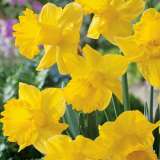 Daffodil Exception Pkdafexc 2019 - Garden Express Australia
