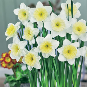 Daffodil Ice Follies Pkdafifo 2019 - Garden Express Australia