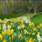 Daffodil Mixed Pkdafmxd 2019 - Garden Express Australia
