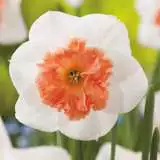 Daffodil Precocious 2019 Pkdafpre - Garden Express Australia