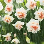 Daffodil Replete Pkdafrep - Garden Express Australia
