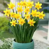 Daffodil Tete Tete Pkdaftte 2019 - Garden Express Australia