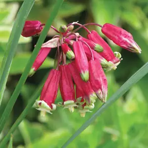 Dichelostemma Ida-Maia