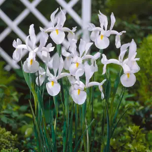 Dutch Iris Casablanca