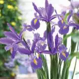 Dutch Iris Lilac Beauty Pkdirlbe 2019 - Garden Express Australia