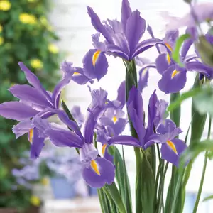 Top 10 Bulbs To Plant In Spring Dutch Iris Lilac Beauty Pkdirlbe 2019 - Garden Express Australia