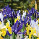 Dutch Iris Mixed Dutch Iris Mixed