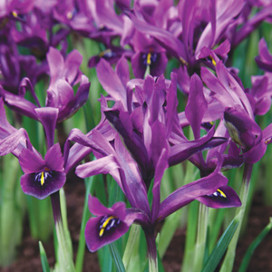Dwarf Iris Histroides George Pkirihge 2019 - Garden Express Australia