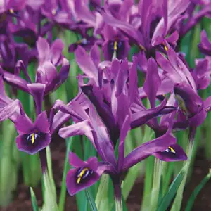 Australia’s Most Popular Winter-flowering Plants Dwarf Iris Histroides George Pkirihge 2019 - Garden Express Australia