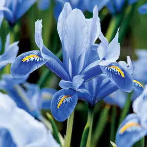 All Types Of Irises And Their Uses Dwarf Iris Reticulata Alida Pkireali 2019 - Garden Express Australia