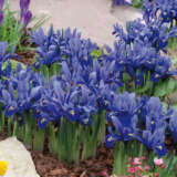 Dwarf Iris Reticulata Harmony Pkirehar 2021 - Garden Express Australia