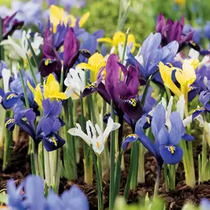 Iris Reticulata Growing Guide Dwarf Iris Reticulata Mixed Pkiremxd 2019 - Garden Express Australia