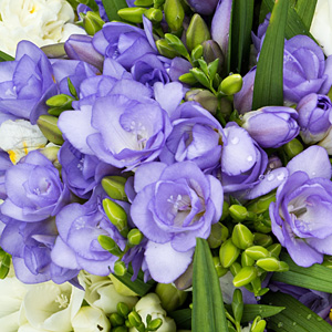 Freesia Biscaya Freesia Biscaya