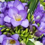 Freesia Blue Sky Pkfrebsk 2020 - Garden Express Australia