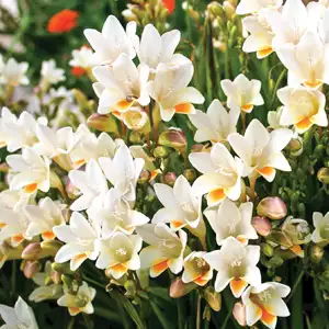 Freesia Refracta Alba