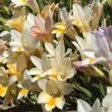 Freesia Refracta Mixed Pkfrermx 2020 - Garden Express Australia